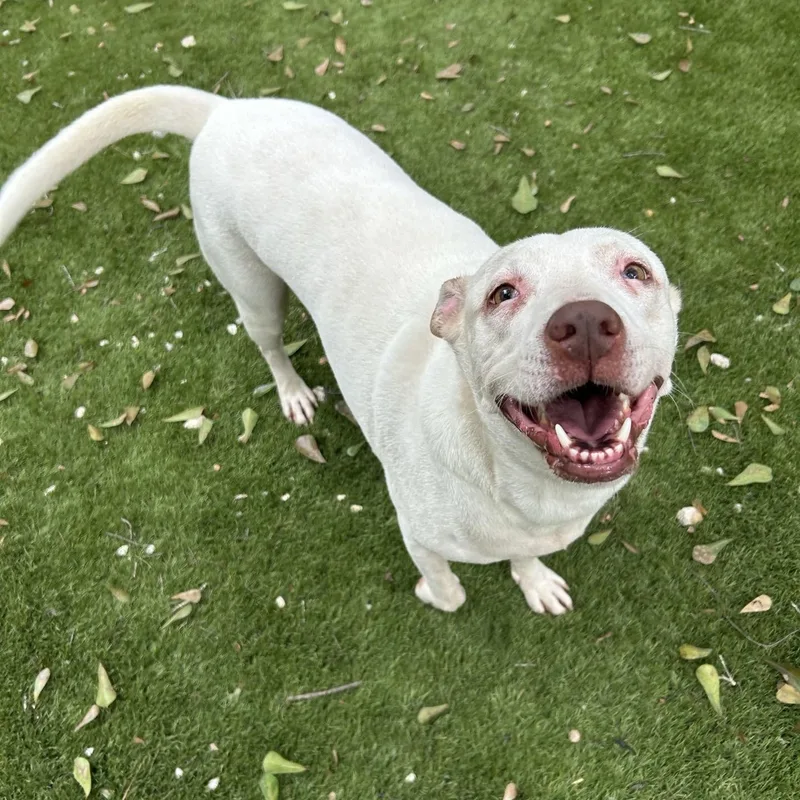 An adult medium-sized male American Bulldog dog named Casanova for adoption in Magnolia, TX