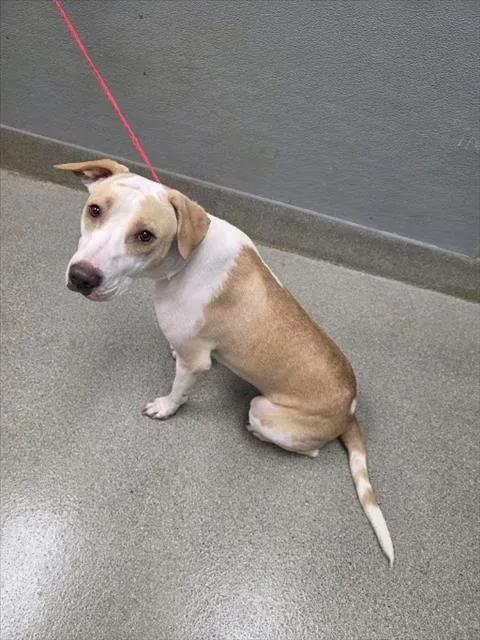 A young large-sized female Pit Bull Terrier dog named Butter for adoption in Las Vegas, NV