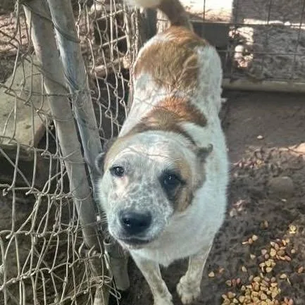 An adult medium-sized male White / Cream Cattle Dog dog named Bishop for adoption in Hackett, AR