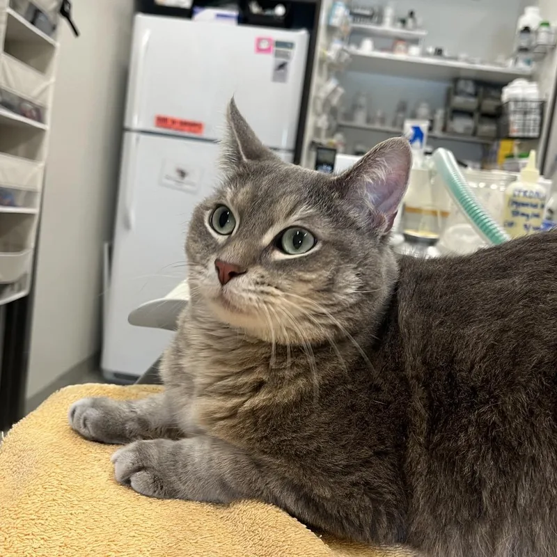 An adult small-sized male Gray / Blue / Silver Domestic Short Hair cat named Dali for adoption in Hinsdale, IL