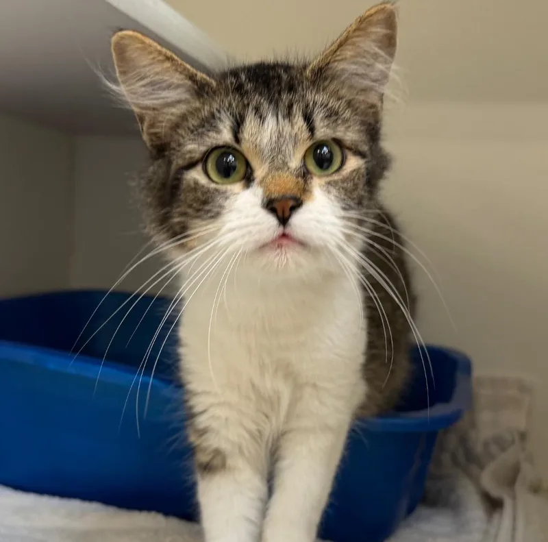 A baby medium-sized female Domestic Medium Hair cat named Calypso for adoption in Columbia, IL