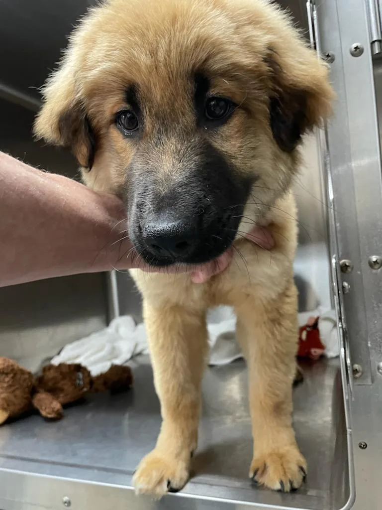 A baby large-sized male Apricot / Beige Mixed Breed dog named Birch for adoption in Polson, MT