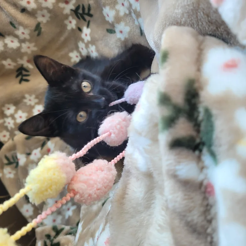 A baby medium-sized female Black Domestic Short Hair cat named Luna for adoption in Indianapolis, IN