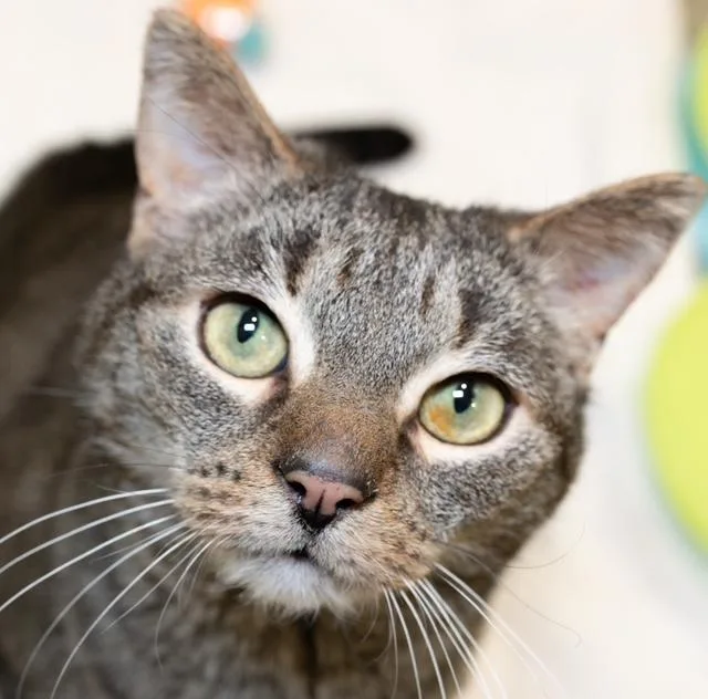 An adult medium-sized male Domestic Short Hair cat named Jango for adoption in Boston, MA