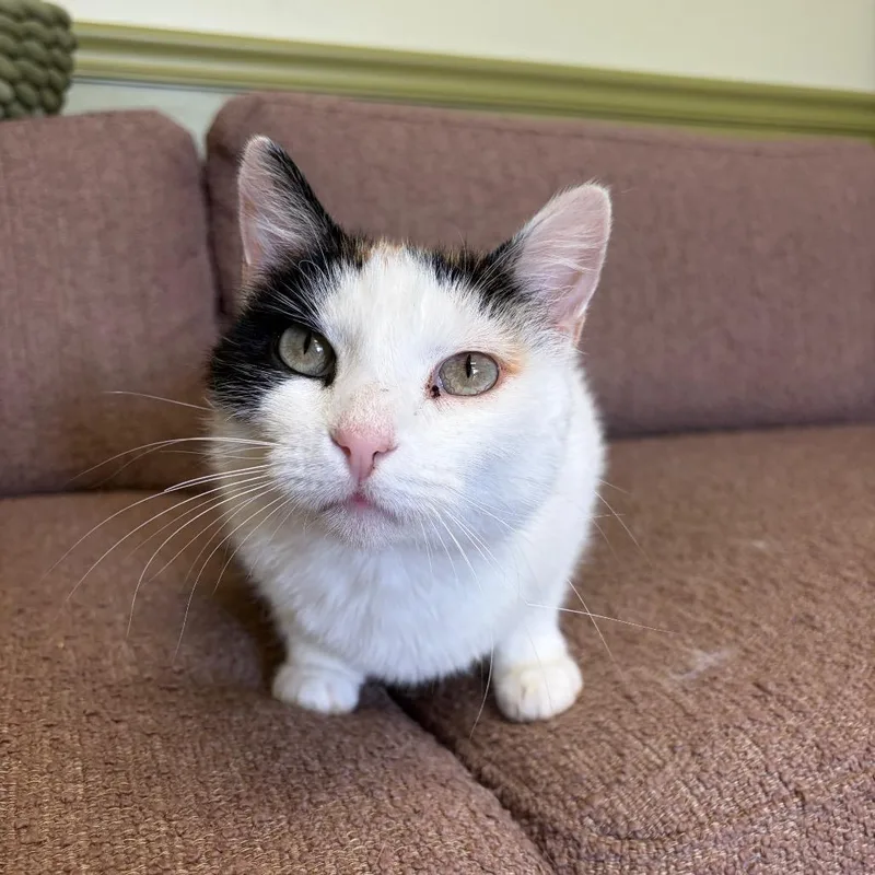 An adult medium-sized female Calico Domestic Short Hair cat named Lovebug for adoption in Normal, IL
