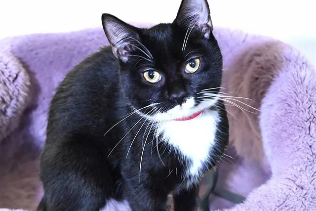 A young medium-sized female Domestic Short Hair cat named Charmy for adoption in Fort Lauderdale, FL