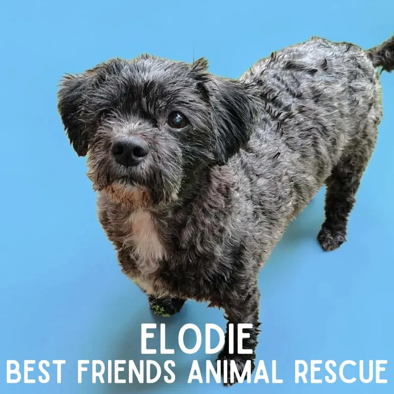 A senior small-sized female Shih Tzu dog named Elodie for adoption in Wasilla, AK