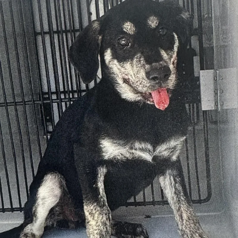 A baby medium-sized male Labrador Retriever dog named GQ Local August for adoption in Brookshire, TX