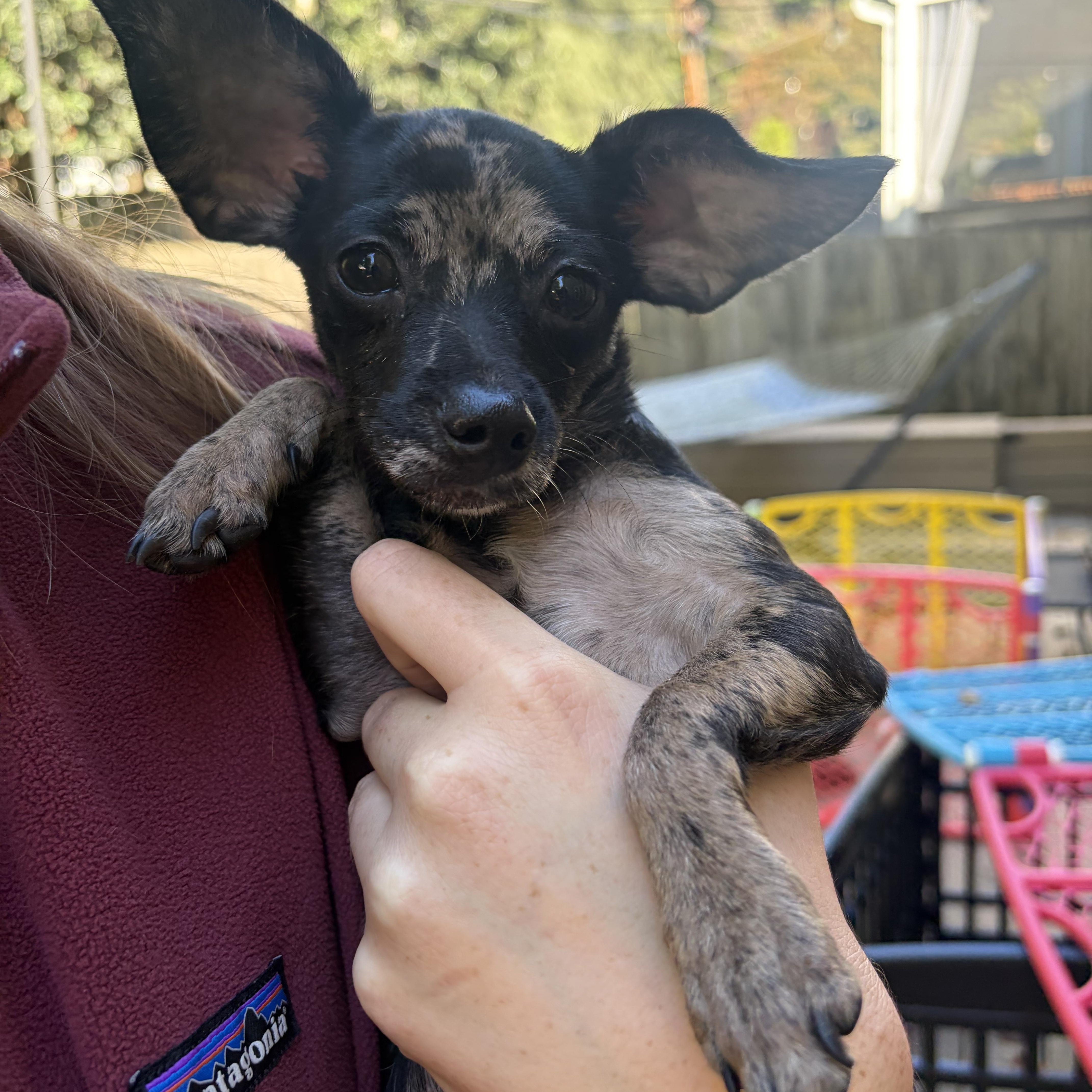 A baby small-sized female Chihuahua dog named Nikita for adoption in Charlotte, NC