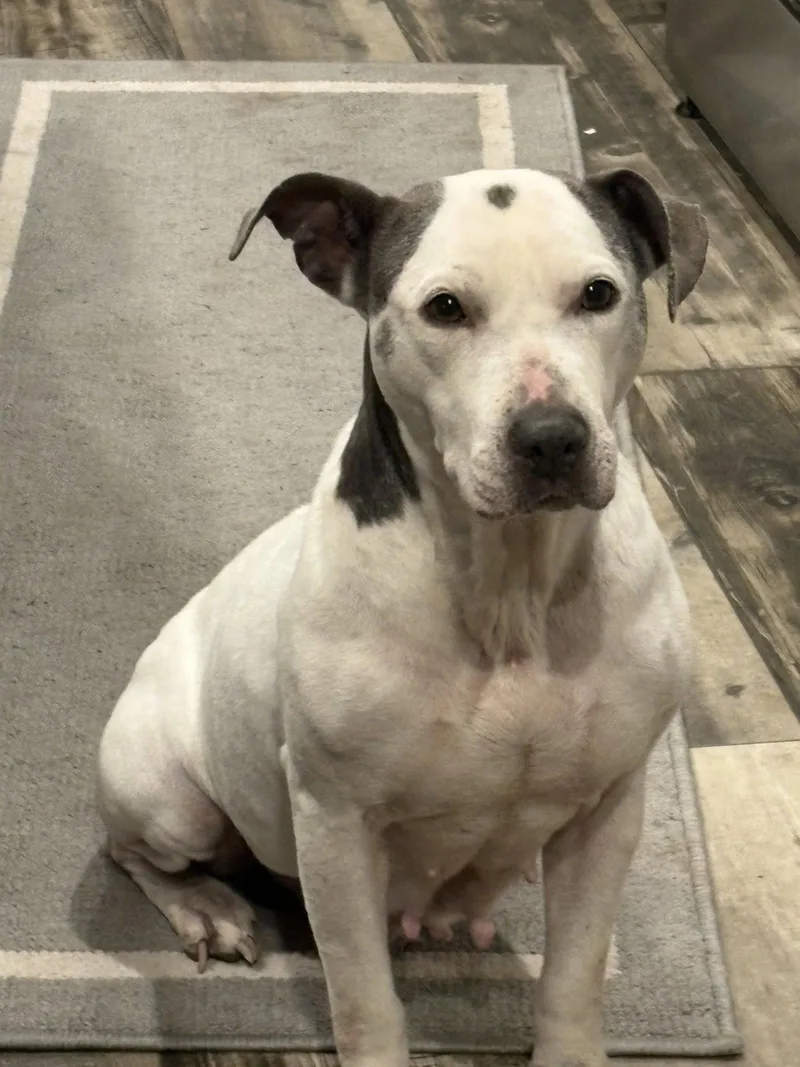 An adult medium-sized female Pit Bull Terrier dog named Cora for adoption in Mount Pleasant, SC