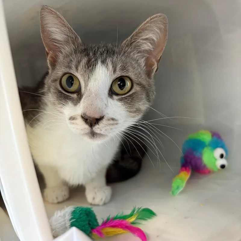 An adult medium-sized female Gray / Blue / Silver Domestic Short Hair cat named Sissy for adoption in Manhattan, KS