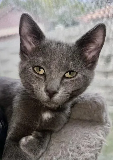A baby medium-sized male Gray / Blue / Silver Domestic Short Hair cat named Arturo for adoption in Boone, CO