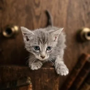 A baby small-sized female Domestic Short Hair cat named Vela for adoption in Miami, FL