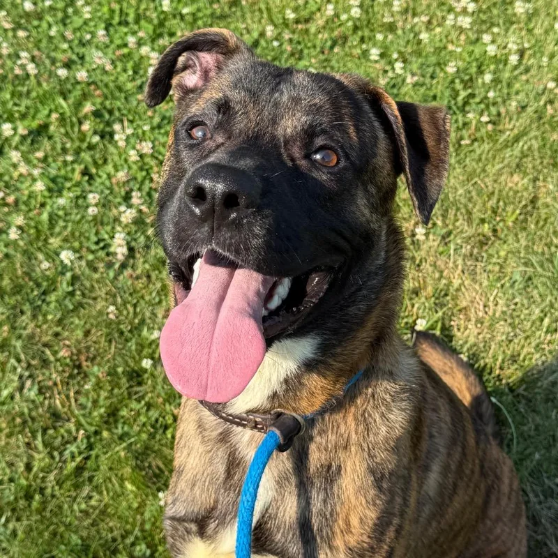 An adult medium-sized male Brown / Chocolate Dutch Shepherd dog named Apollo for adoption in Perkiomenville, PA