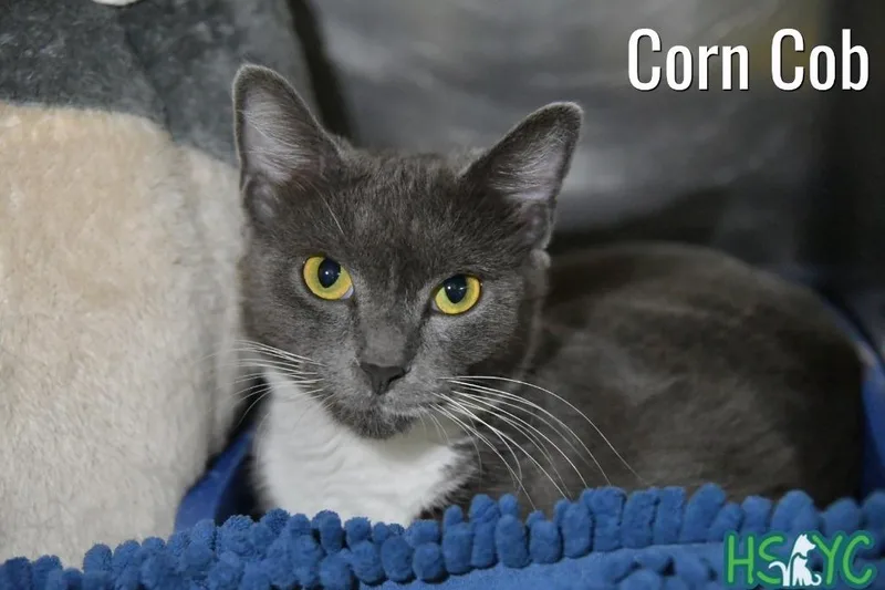 A baby medium-sized female Domestic Short Hair cat named Corn Cobb for adoption in Fort Mill, SC