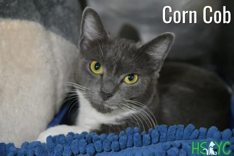 Corn Cobb thumbnail 2
