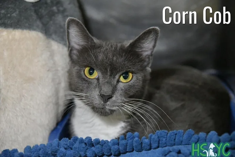 Corn Cobb thumbnail 3
