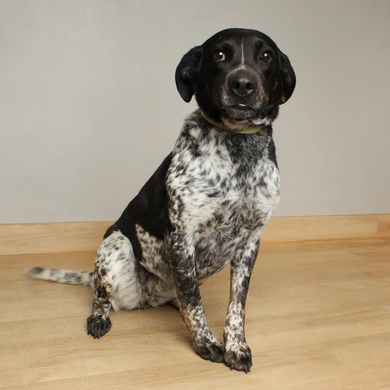 Havana D thumbnail 2