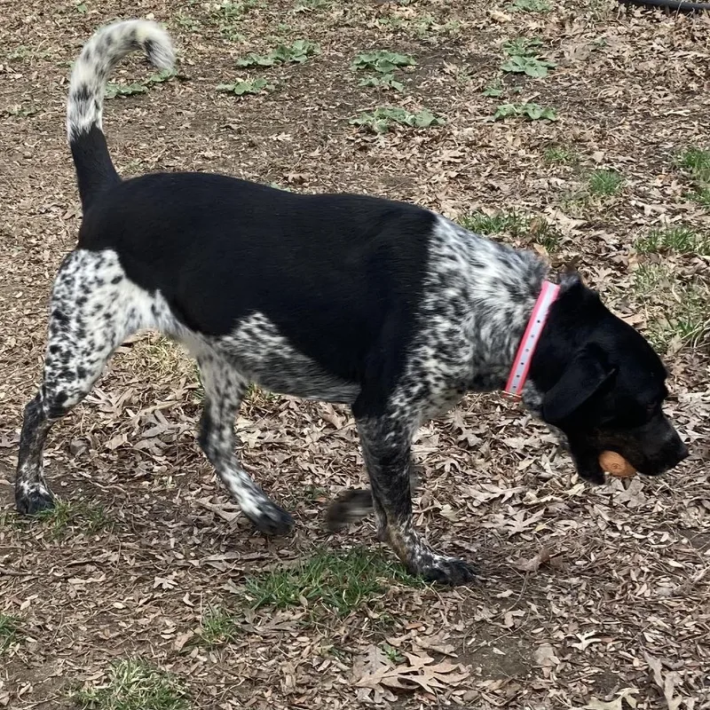 Havana D thumbnail 3