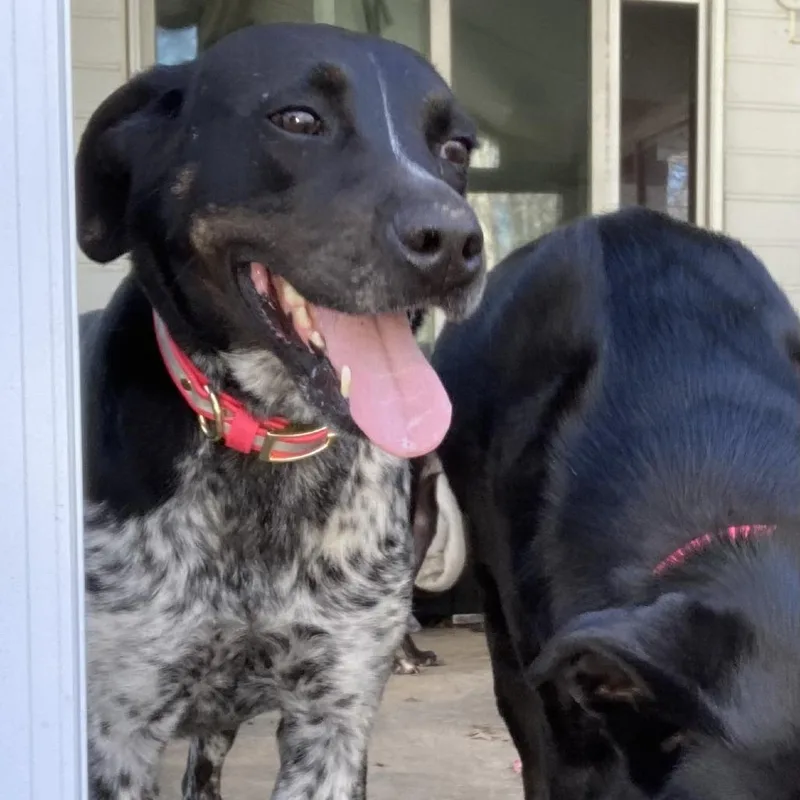 Havana D thumbnail 4