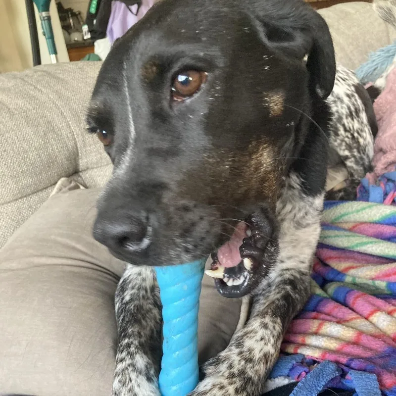 Havana D thumbnail 5