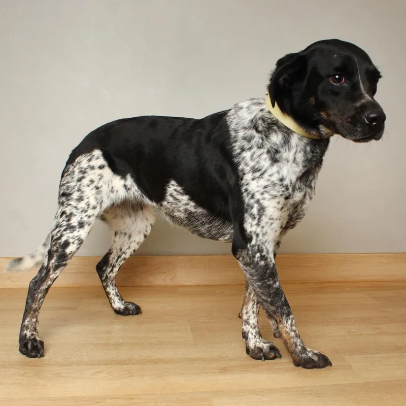 Havana D thumbnail 6