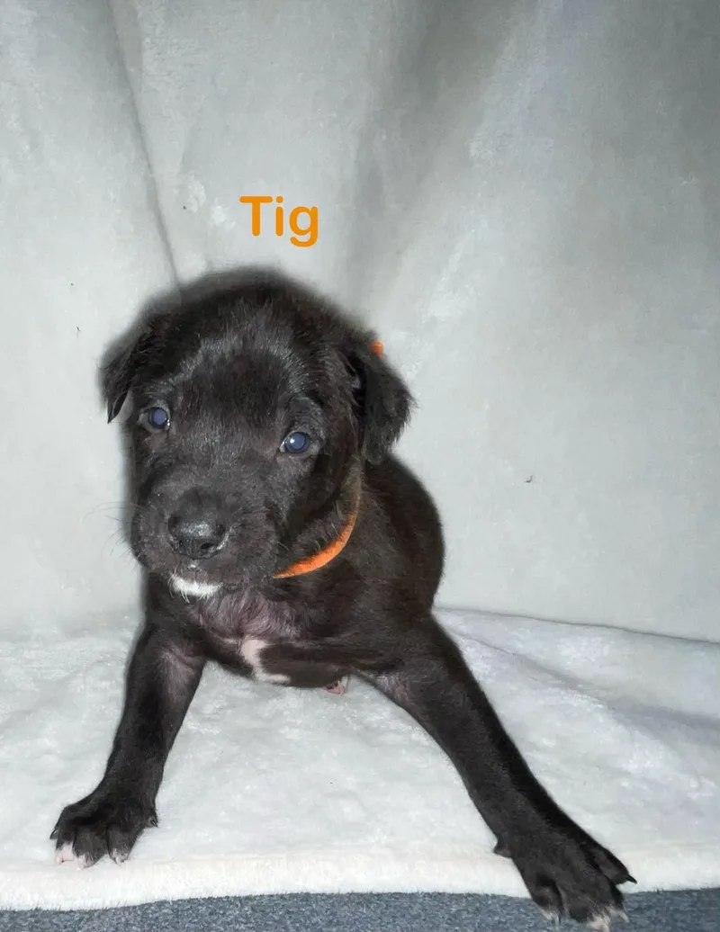 A baby small-sized male Pit Bull Terrier dog named Tig for adoption in Discovery Bay, CA