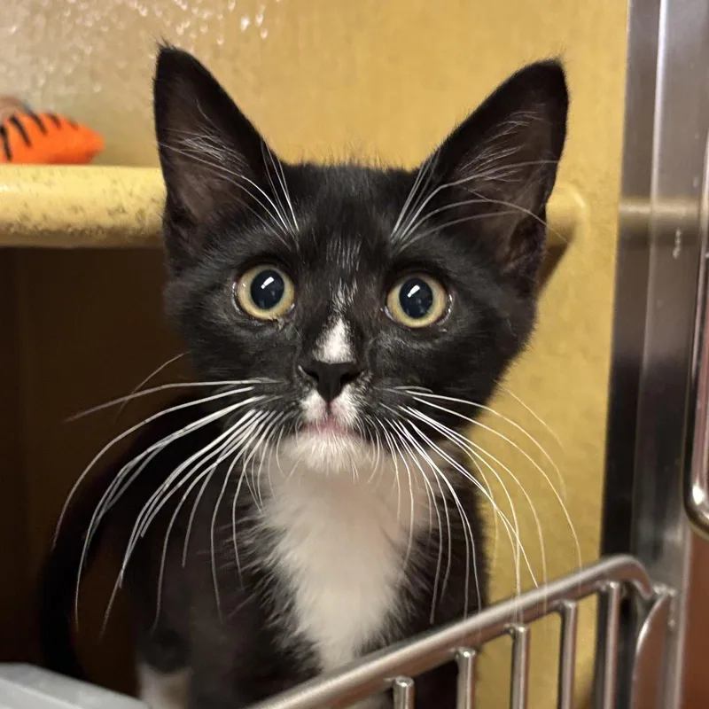 A baby medium-sized male Domestic Short Hair cat named Benny for adoption in Sonora, CA