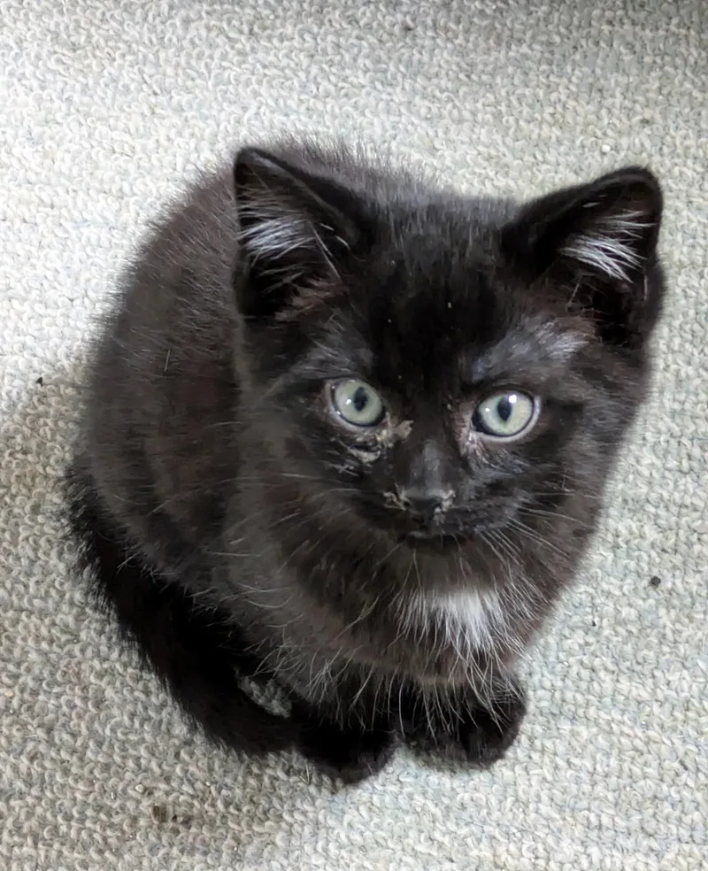 A baby medium-sized male Domestic Short Hair cat named Luke for adoption in Wadsworth, OH