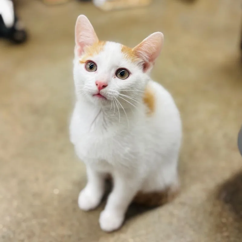 A baby small-sized male White Domestic Short Hair cat named Stetson for adoption in Woodbury, NJ