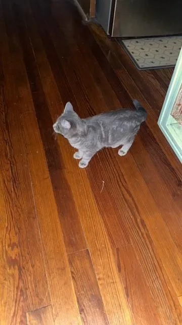 A young large-sized male Gray / Blue / Silver American Shorthair cat named Pirate for adoption in Ladonia, TX