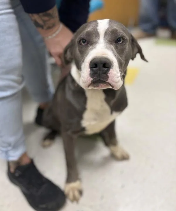 A young medium-sized male Cane Corso dog named Diesel for adoption in Sioux City, IA