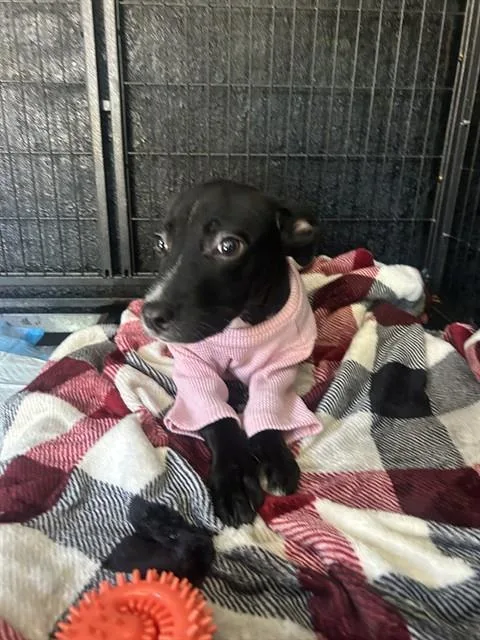 A baby medium-sized male Whippet dog named Spyro for adoption in Chester, SC