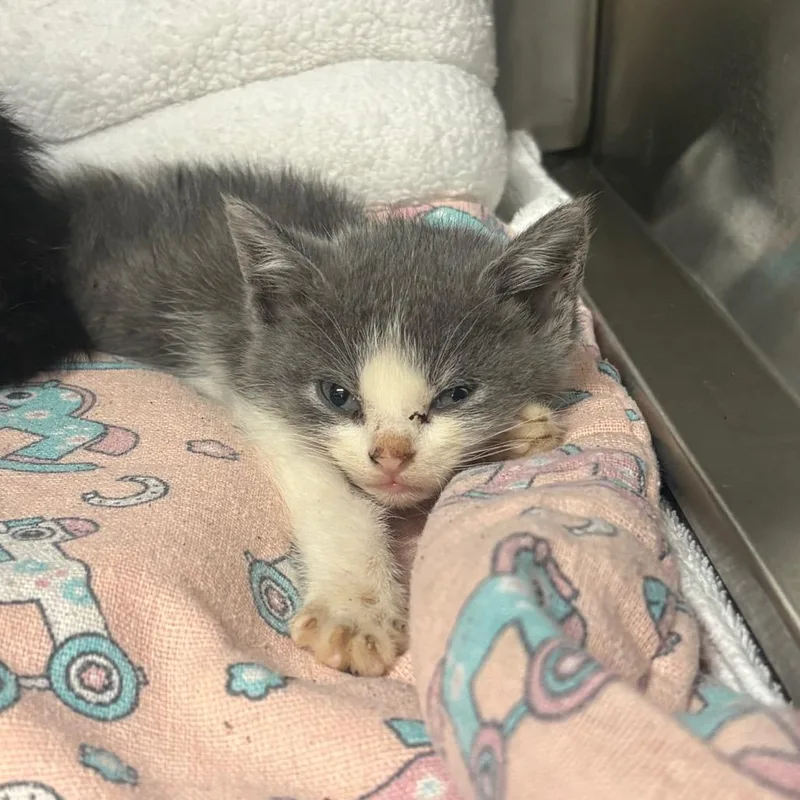 A baby small-sized male White Domestic Short Hair cat named George for adoption in Springfield, IL