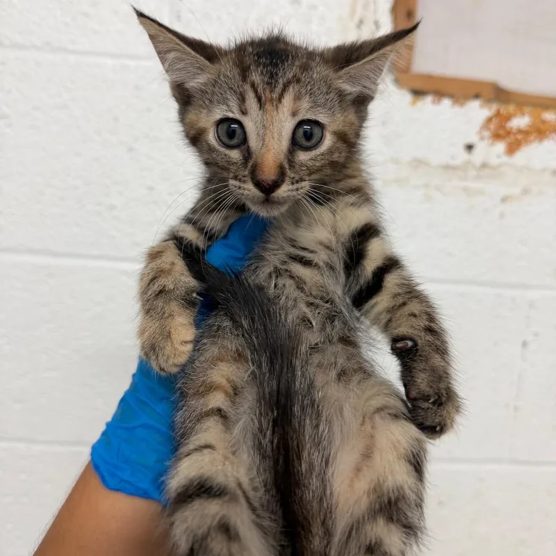 A baby small-sized female Brown / Chocolate Domestic Short Hair cat named Reva for adoption in Edinburg, TX