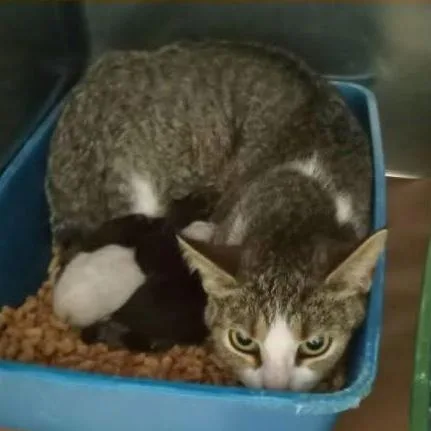 A young small-sized female White Domestic Short Hair cat named Saffie for adoption in Atlanta, GA