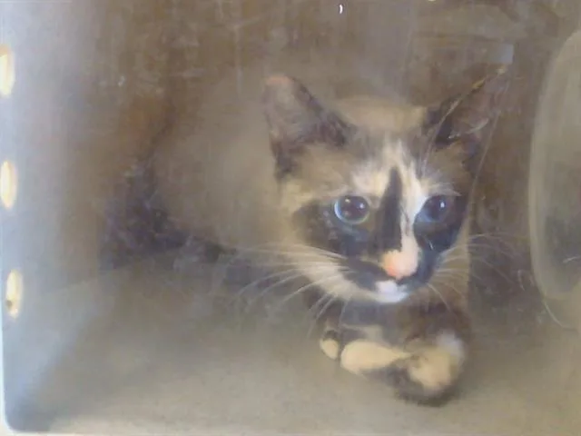 A young small-sized female Domestic Short Hair cat named Mei for adoption in Sacramento, CA