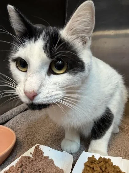 An adult medium-sized female Domestic Short Hair cat named Elane for adoption in El Paso, TX