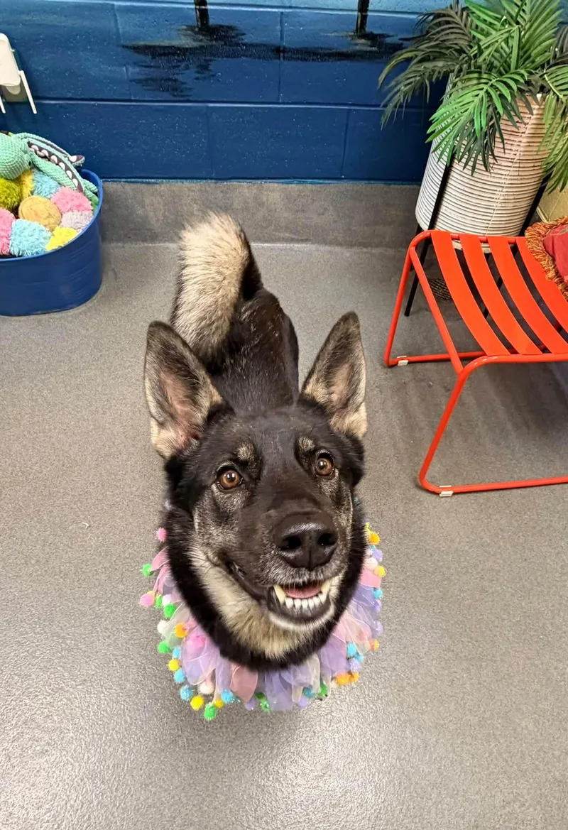 An adult medium-sized female Black Norwegian Elkhound dog named Leigh for adoption in Amherst, VA