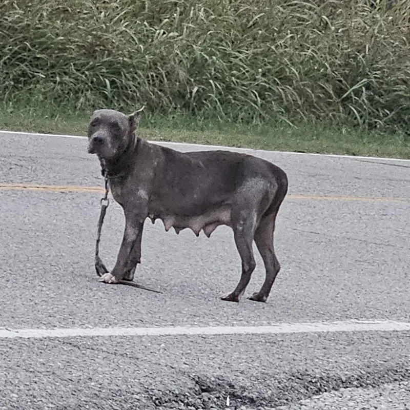 A young medium-sized female Gray / Blue / Silver Pit Bull Terrier dog named Andreea for adoption in TULSA, OK