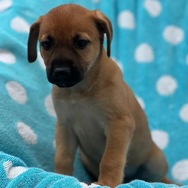 Prada Pup  Ashley thumbnail 2