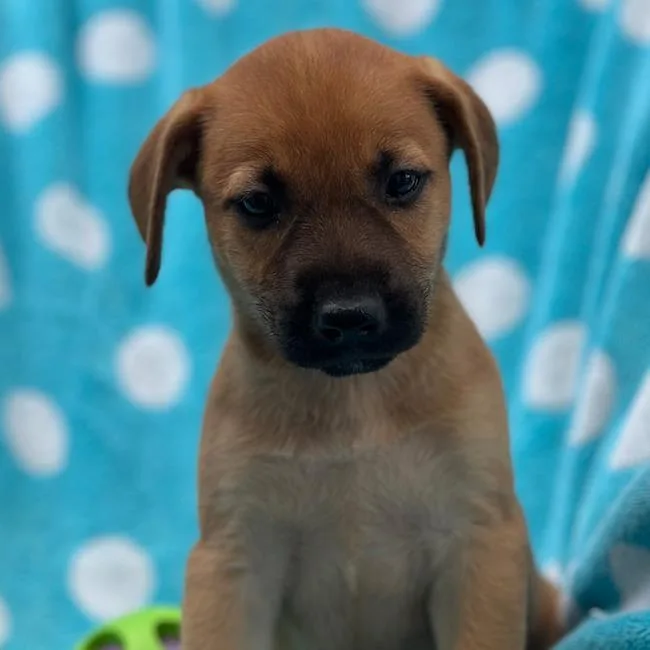 Prada Pup  Ashley thumbnail 3
