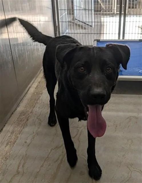 A young large-sized male Labrador Retriever dog named Beau for adoption in Camarillo, CA