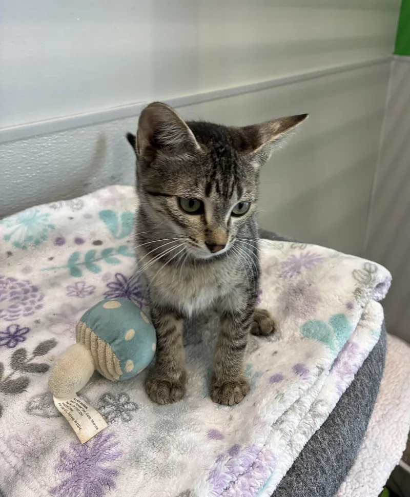 A baby medium-sized male Tabby (Gray / Blue / Silver) Tabby cat named Basil for adoption in Omaha, NE