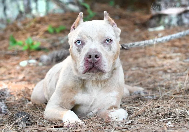 An adult medium-sized female Merle (Red) Pit Bull Terrier dog named Shandi for adoption in Monroe, GA