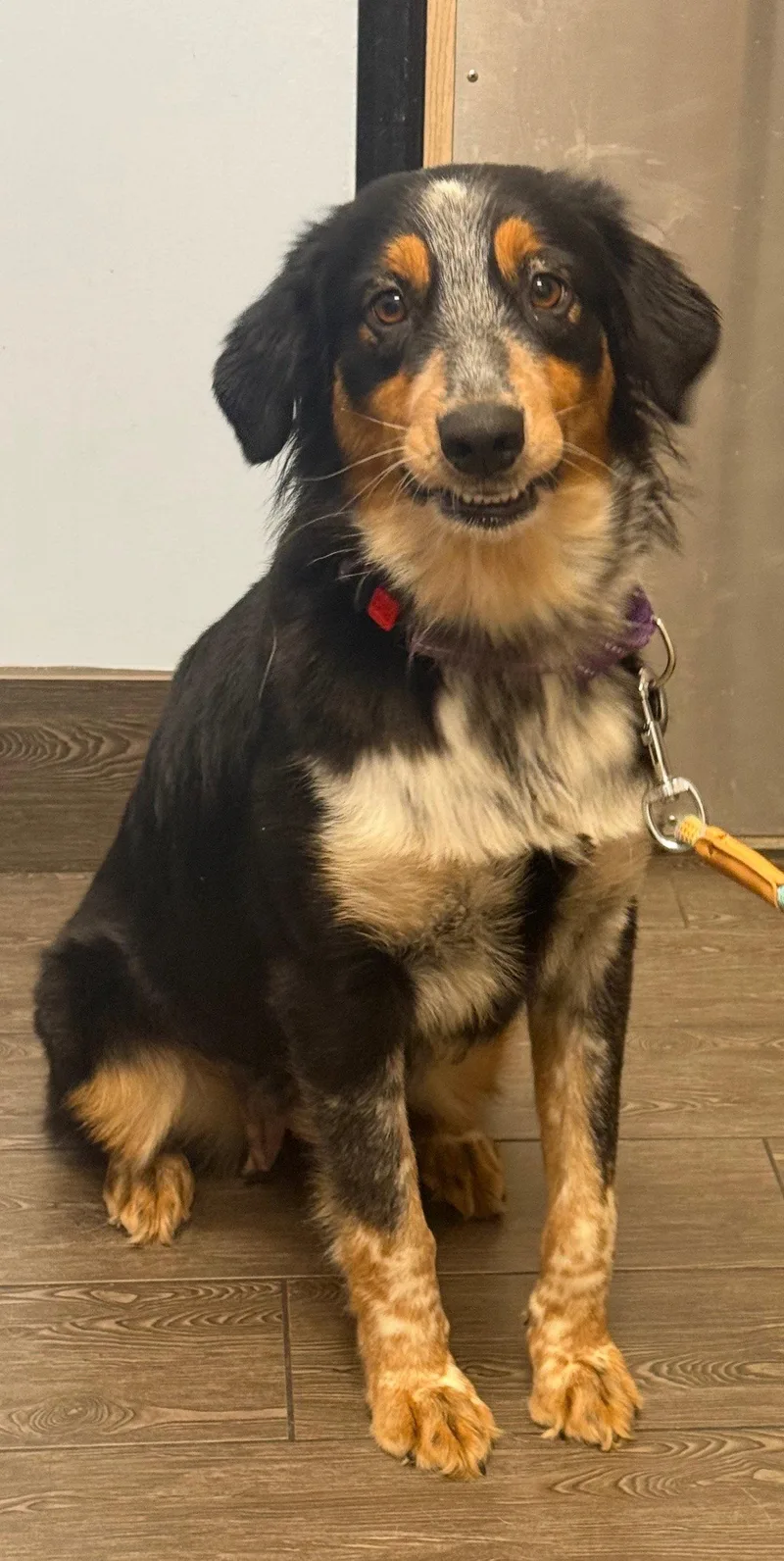 A young medium-sized female Australian Cattle Dog / Blue Heeler dog named Sydney for adoption in Valrico, FL