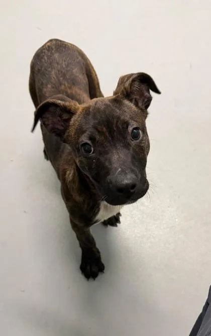 A baby medium-sized female Mixed Breed dog named Tipsy for adoption in Lake City, MI