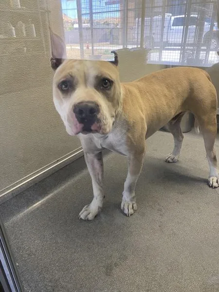 An adult large-sized male Pit Bull Terrier dog named Boss for adoption in Victorville, CA