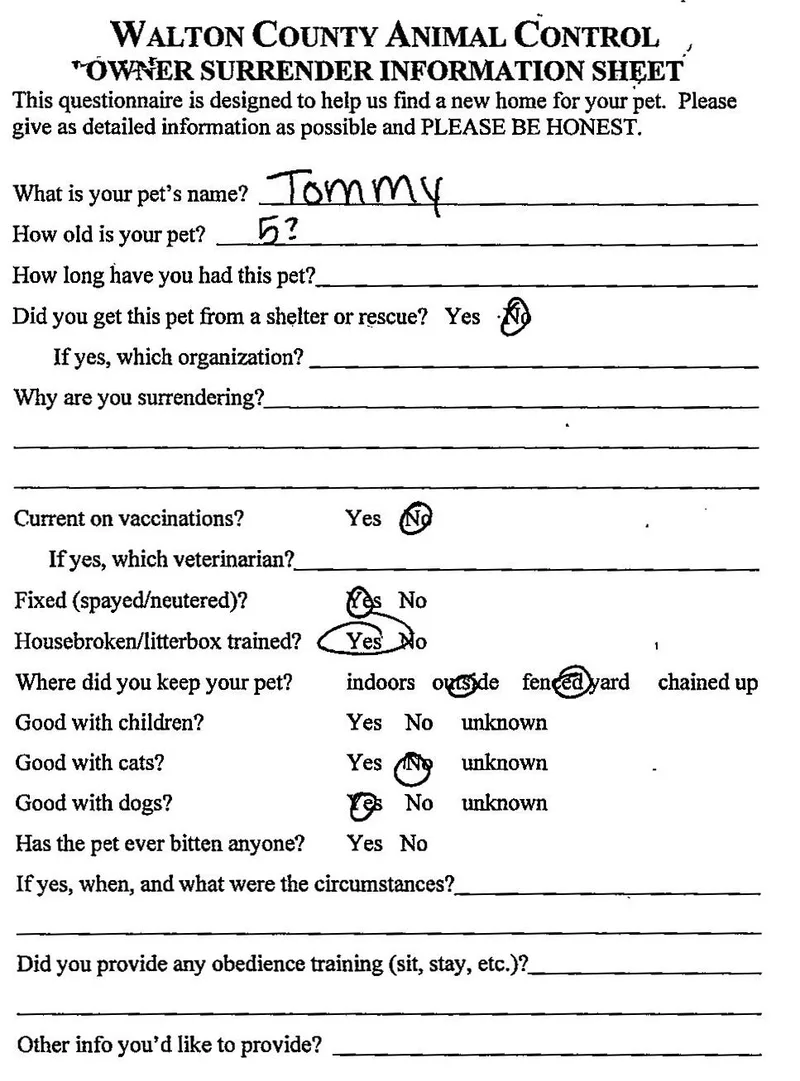 An adult medium-sized male Beagle dog named Tommy for adoption in Monroe, GA