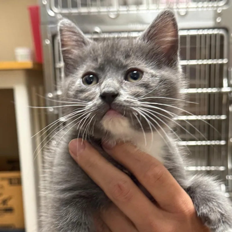 "Officer Mittens"